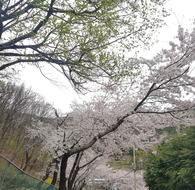 plant,식물,tree,나무,cherryblossoms,벚꽃,cherryblossomtrees,acherrytreeinfullblossom,벚꽃나무,flower,꽃