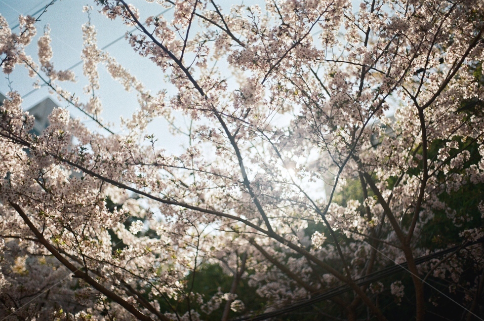 봄,벚꽃,꽃,풍경,나무,감성,봄,계절,spring,season,꽃,flower,plant,식물,blossom,cherry blossom