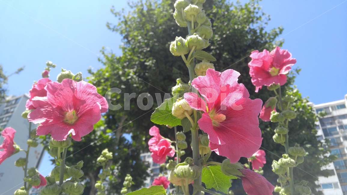무궁화,꽃,붉은꽃,붉은색,녹색,식물,mugunghwa,flower,redflowers,red,green,plants