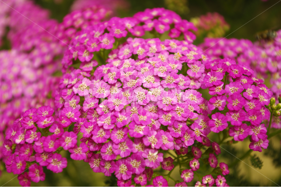 톱풀,백합,꽃,식물,flower,color,nature,자연,꽃밭,식물,자연,plants,nature,꽃,flower