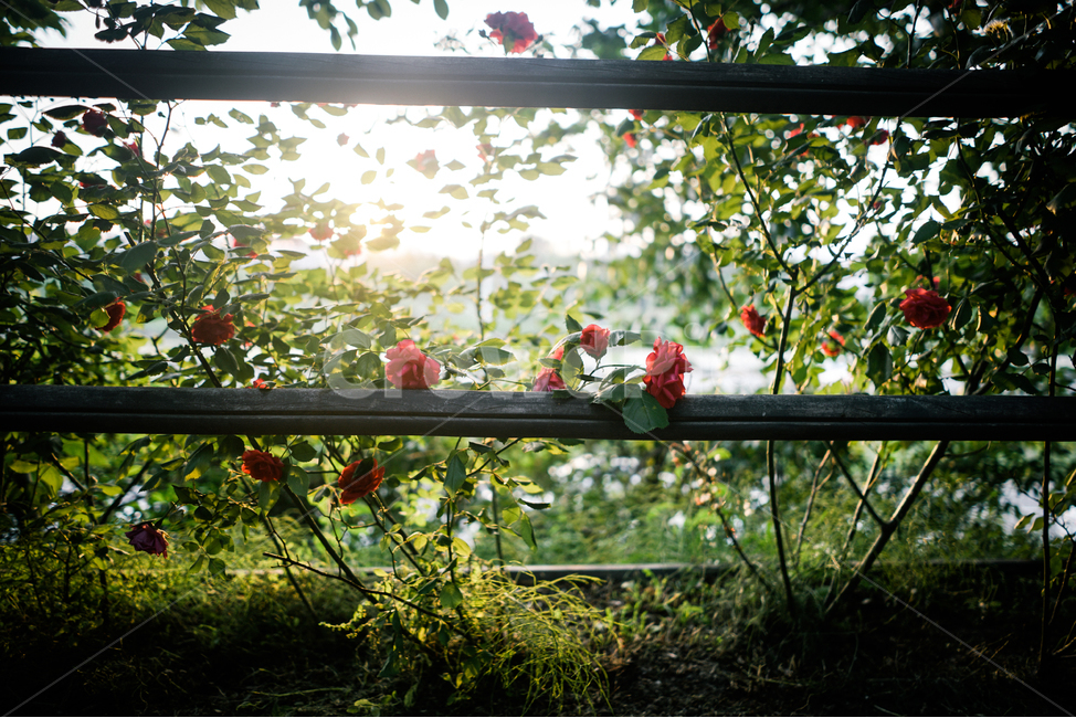 장미,꽃,봄,감성,햇살,spring,5월,rose,flower,sun,light,emotion,봄,계절,spring,season,식물,자연,plants,nature,꽃,flower,감성,sensible,feeling,휴식,힐링,rest,relaxation,healing
