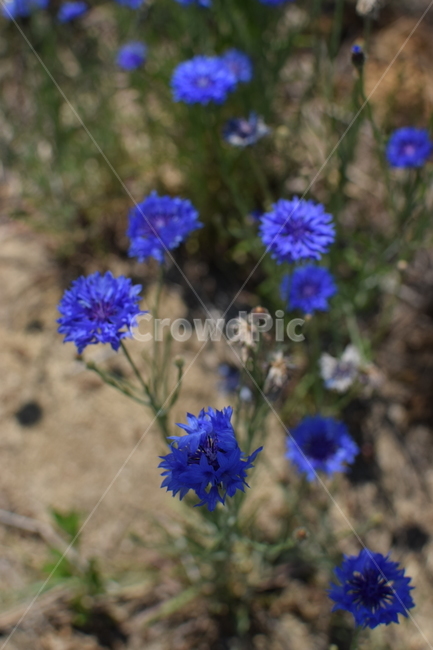 수레국화,파란꽃,블루,블루꽃,국화,plant,식물,flower,꽃,blossom,국화과,식물,자연,plants,nature,꽃,flower