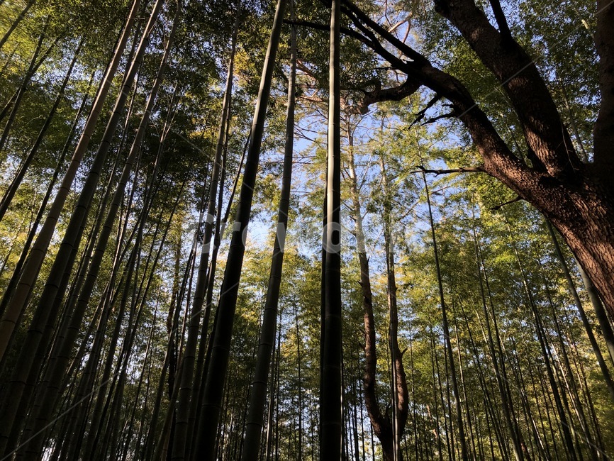 피톤치드,숲,대나무숲,자연환경,감성사진,맹종죽,대나무,bamboo,green,에코