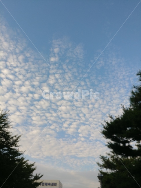 하늘,풍경,석양,노을,자연,자연,풍경,nature,landscape,tree,나무,plant,식물,fir,전나무,outdoors,옥외
