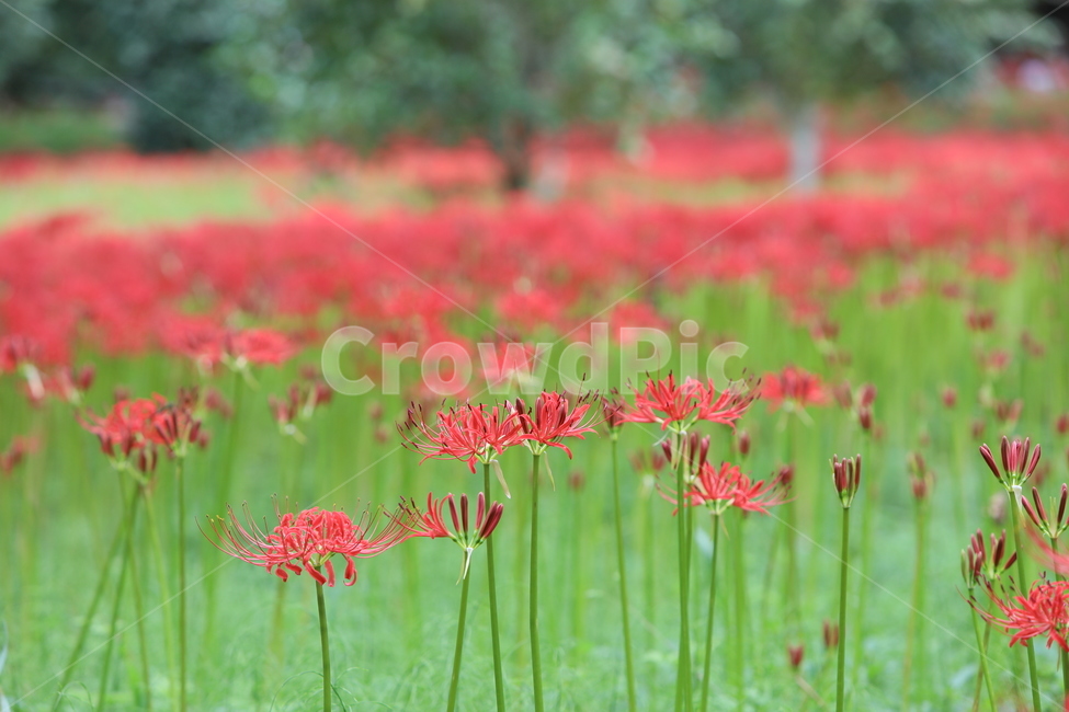 꽃무릇,꽃,식물,자연,석산,식물,자연,plants,nature,꽃,flower