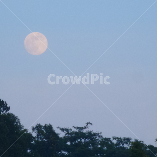 nature,자연,moon,달,나무,tree