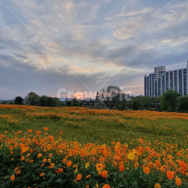 nature,자연,field,들,outdoors,옥외,grassland,목초지,대전,하늘,노을,sunset,sky,유채꽃,꽃밭,꽃,들판,경관,경치,flower