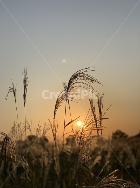 갈대,억새,가을,fall,autumm,sky,sun,하늘,풍경,가을,계절,fall,autumn,season,식물,자연,plants,nature,plant,grass,잔디