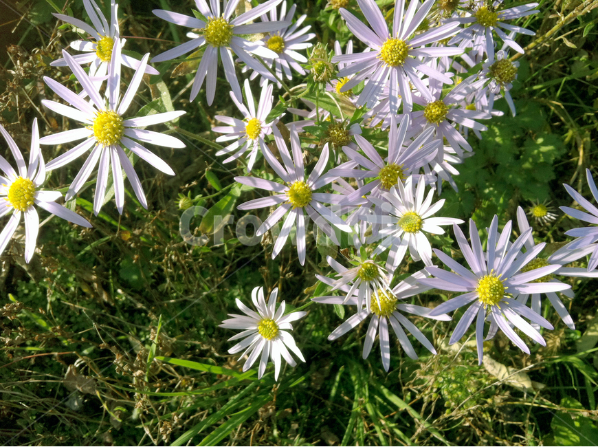들국화,꽃,식물,풀,들판,초원,싱그런,flower,plants,식물,자연,plants,nature,꽃,flower