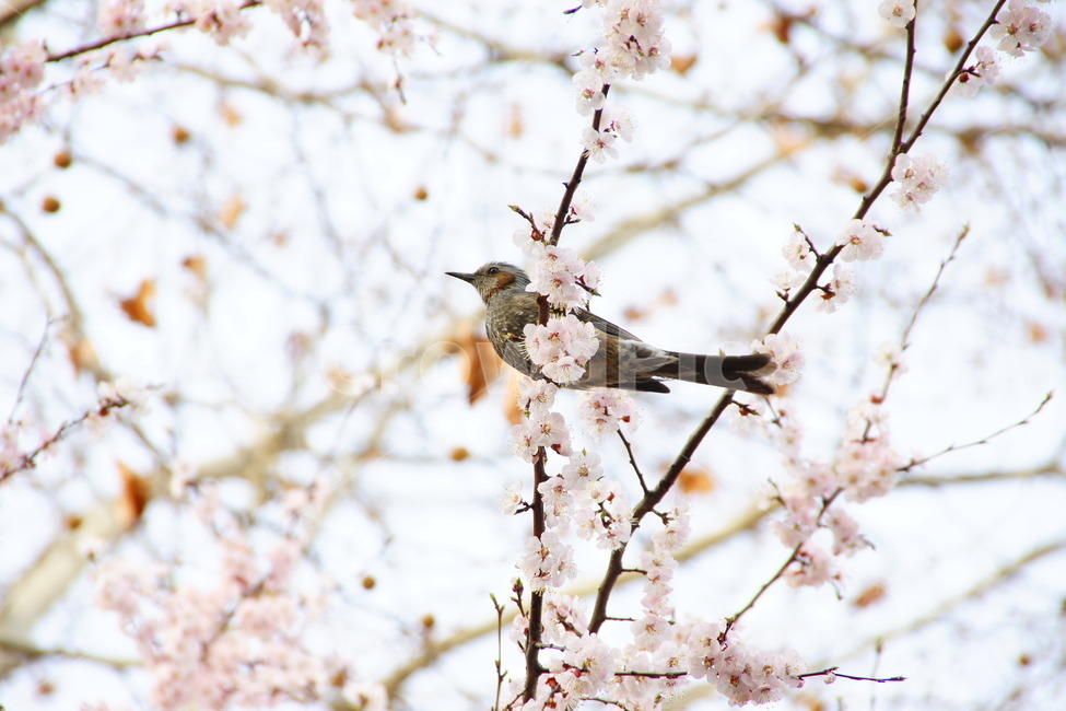 봄,새,조류,나무,휴식,동물,animal,조류,새,birds
