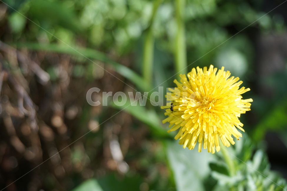 민들레,Dandelion,봄,꽃,개미,flower,ant,곤충,식물,식물,자연,plants,nature,꽃,flower