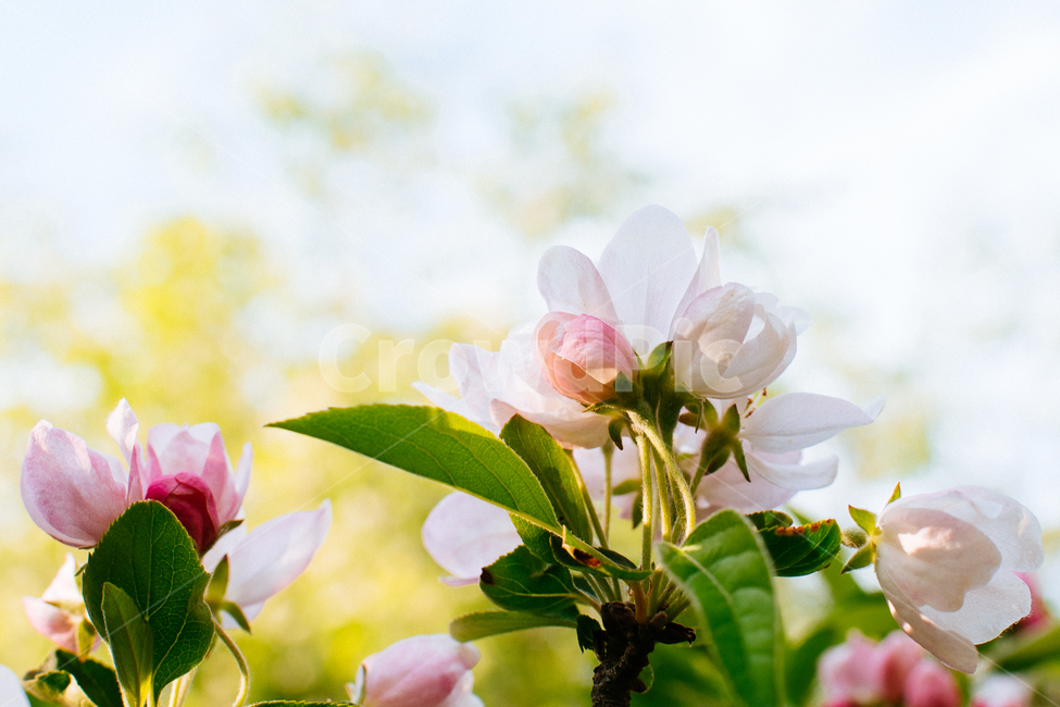 꽃,벚꽃,flower,beautiful,pink,식물,자연,plants,nature,꽃,flower
