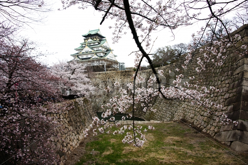 해외,일본,오사카,오사카성,오사카성벚꽃,벚꽃,사쿠라,천수각,자연,풍경,nature,landscape,봄,계절,spring,season,해외,외국,세계,foreign,oversea,world,랜드마크,landmark,tourist attraction,cherry blossom,plant,식물,blossom,꽃,flower