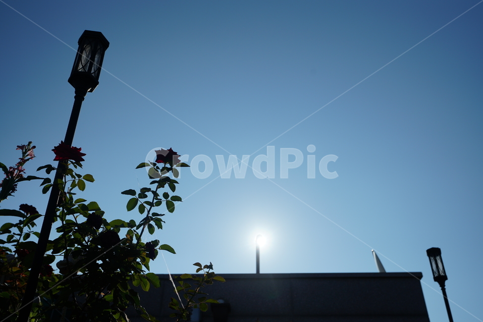 꽃,플라워,하늘,장미,식물,생물,생명,느낌,감성,여름,잎,빛,자연,풍경,nature,landscape,flare,플레어,light