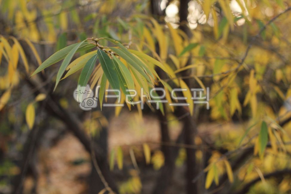 버드나무,버드나무잎,잎,가을,fall,leaf,빛