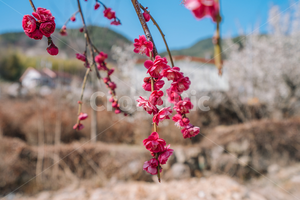 매화,홍매화,꽃,봄,계절,봄꽃,매화나무,자연,풍경,봄,계절,spring,season,식물,자연,plants,nature,꽃,flower,plant
