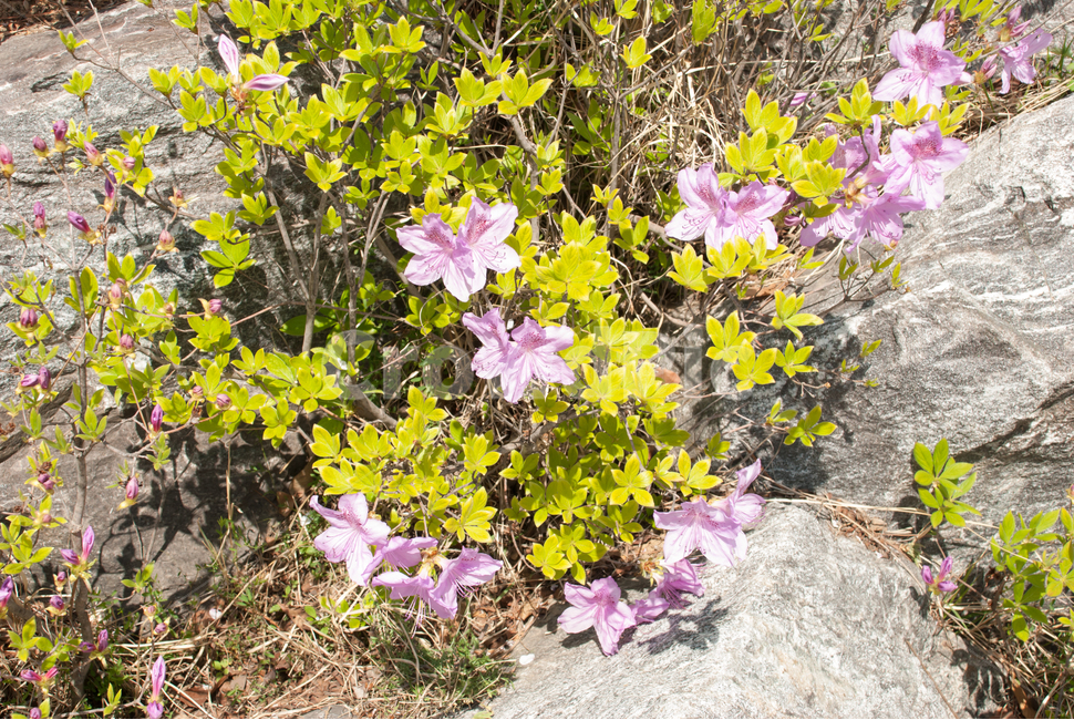산철쭉,철쭉,봄,꽃,생화,공원,식물,조경,분홍,spring,season,flowe,만개,만발,자연,향기,아름다운,화사한,나뭇가지,봄꽃,돌,봄,계절,spring,season,식물,자연,plants,nature,꽃,flower,plant,blossom