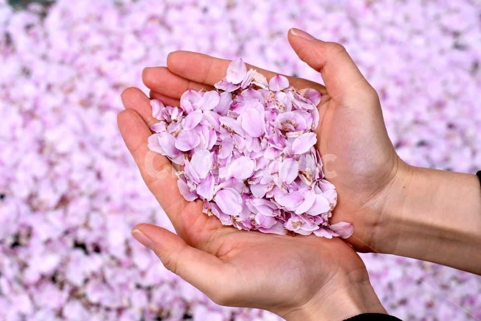 꽃,벚꽃,봄,벚꽃나무,감성,spring,cherryblossom,sakura,분홍,pink