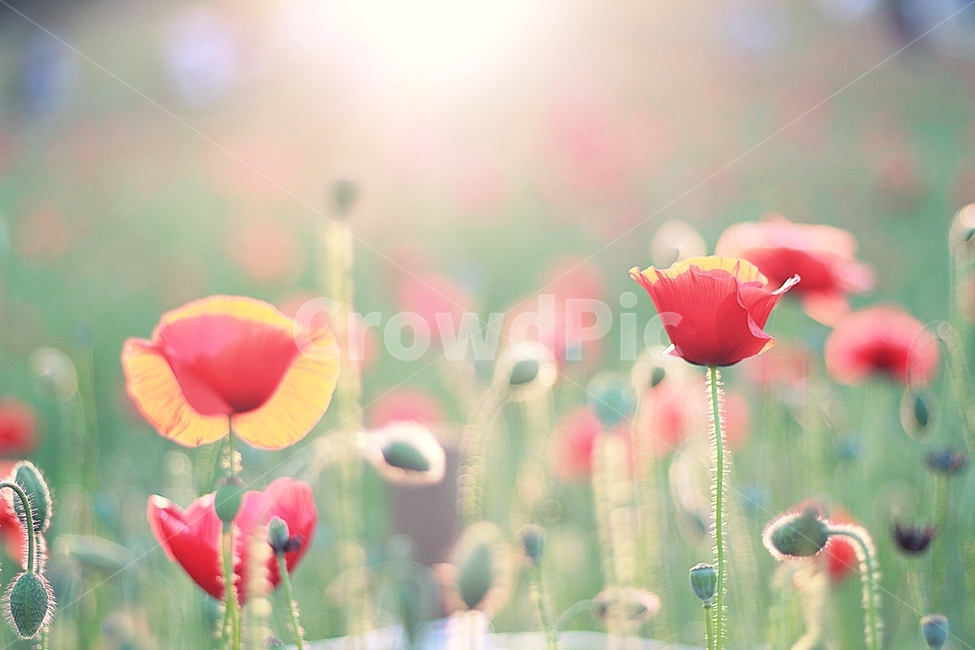 양귀비꽃,양귀비,papaversomniferium,꽃,flower,flowers,붉은꽃,redflower,6월꽃,6월의꽃,여름꽃,양귀비꽃밭,꽃밭,garden,flowergarden,flowerbed,꽃축제,6월꽃축제,올림픽공원,올림픽공원꽃축제,양귀비꽃축제,정원,공원,park,화단,식물,plant,plants,자연,nature,붉은색,예쁜꽃,beutiful,beutifulflower,식물,자연,plants,nature,꽃,flower