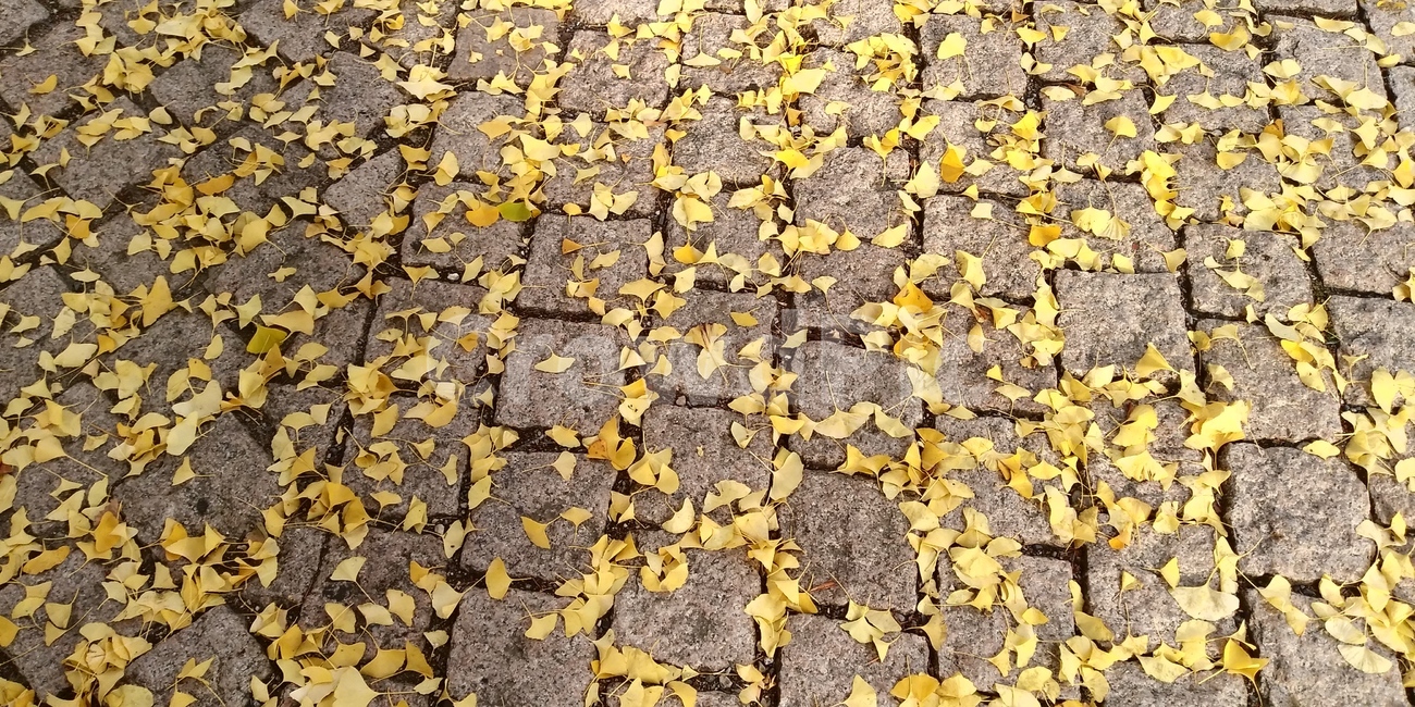 ground,바닥,은행나무,가을,낙엽,단풍,autumn,fall,가을,계절,fall,autumn,season,asphalt,아스팔트