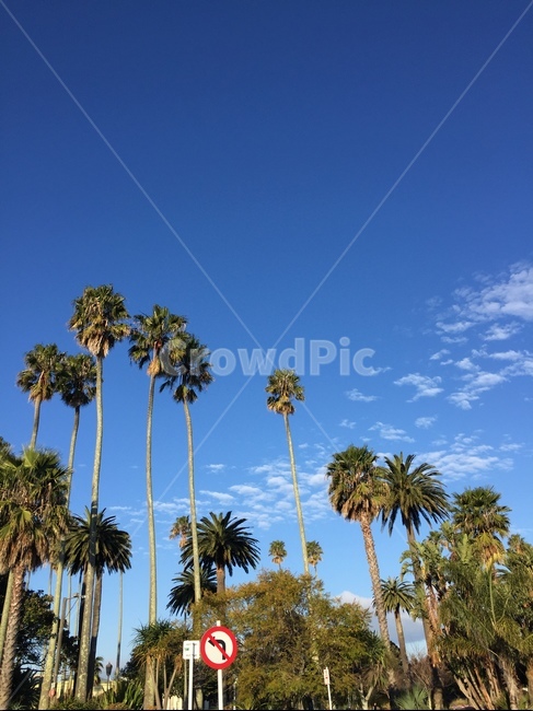 summer,여름,tree,나무,palmtree,야자수,arecaceae,plant,식물,식물,자연,plants,nature,나무,trees,wood