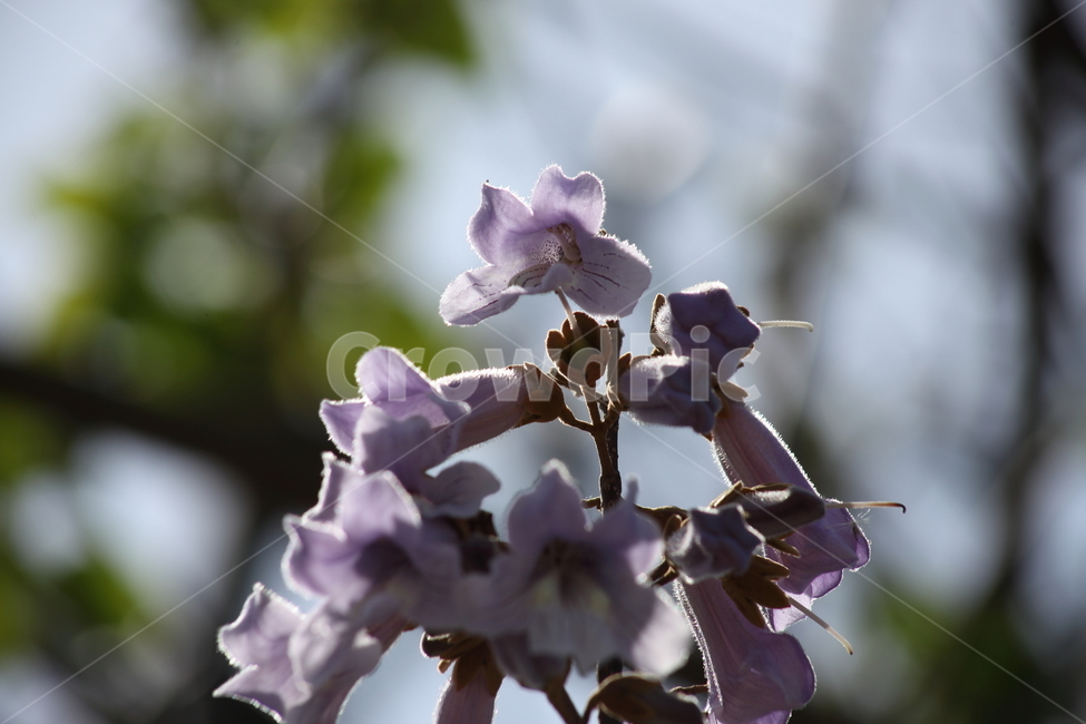 오동나무꽃,오동나무,봄,꽃,koreanpaulownia