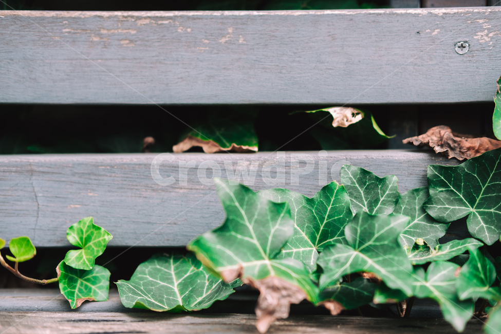 자연,나무,풀잎,잎사귀,의자,벤치,쉼터,공원,식물,자연,plants,nature