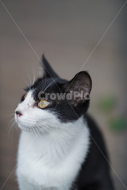 고양이,얼룩이,동물,포유류,펫,애완동물,눈동자,산책,길거리,동물,animal,포유류,mammal,고양이,cat,kitten,kitty