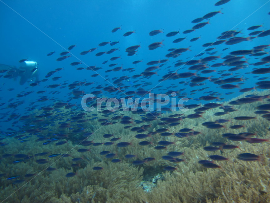 water,물,sea,outdoors,바다,nature,자연,ocean,대양,reef,sealife,해양생물,underthesea,dive,다이브