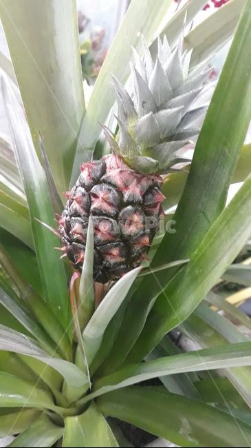 plant,식물,pineapple,파인애플,food,음식,fruit,과일,식물,자연,plants,nature