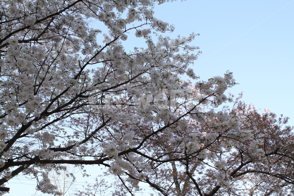 plant,식물,flower,blossom,cherryblossom,벚꽃,꽃,팝콘,하얀,하늘,맑은,구름,나무,자연,가지,예쁜,아름다운,이쁜
