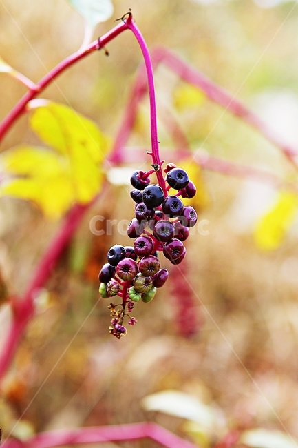 미국자리공,열매,가을,늦가을,잎,식물,자연,공원,줄기,식물,자연,plants,nature
