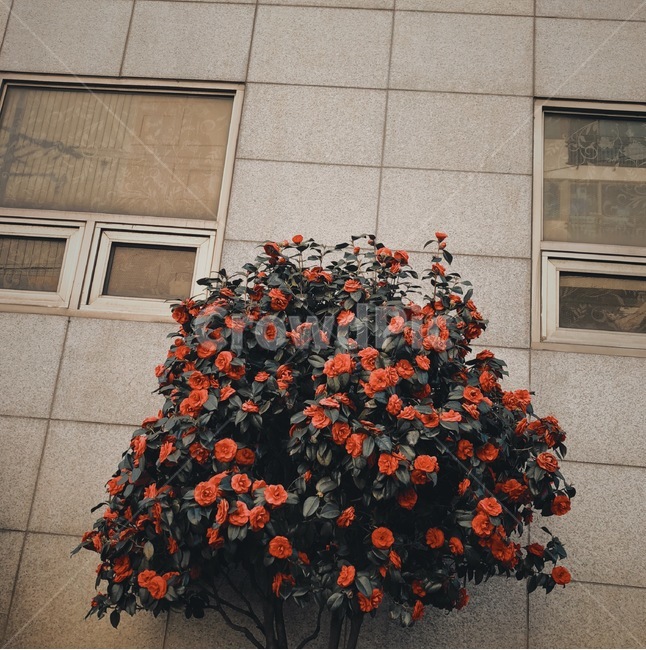 장미,장미나무,장미꽃,나무,꽃,꽃나무,필름사진