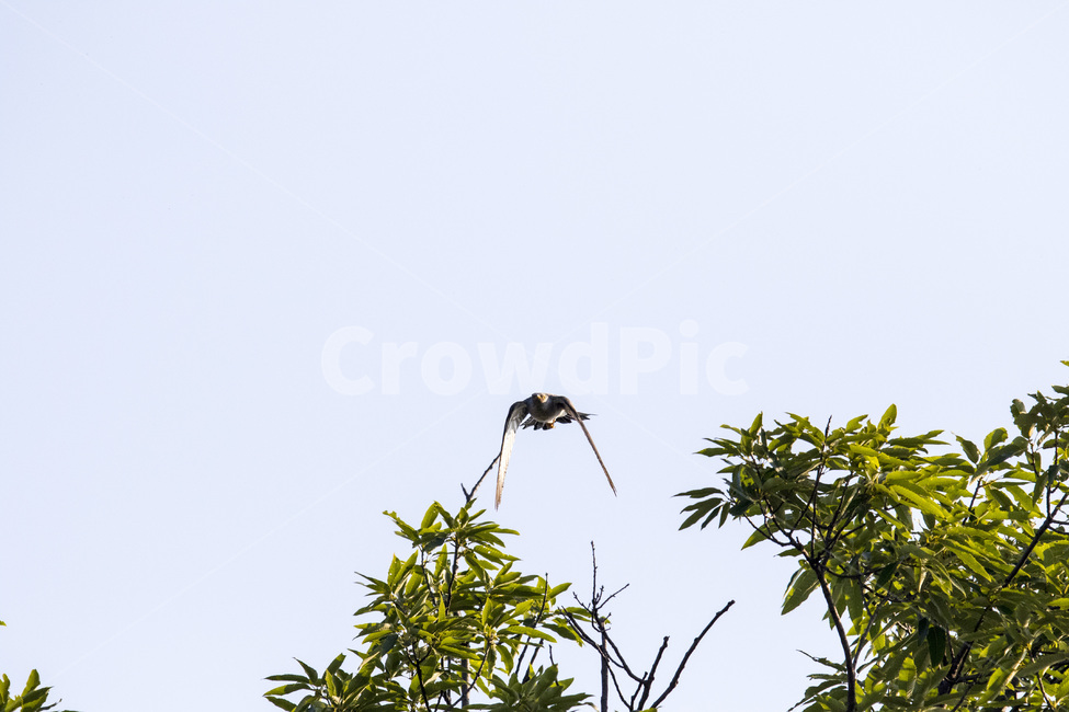 뻐꾸기,둥지,모정,사랑,날다,동물,animal,조류,새,birds