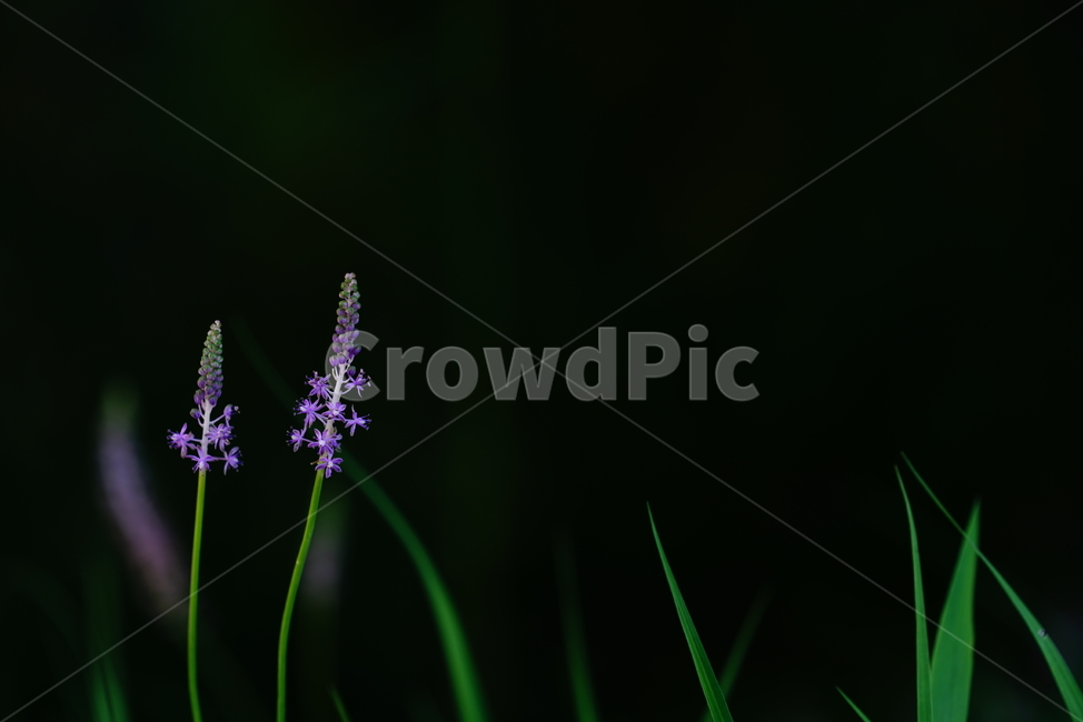 꽃,생물,생명,보랏빛,색감,컬러,plant,식물,식물,자연,plants,nature,꽃,flower