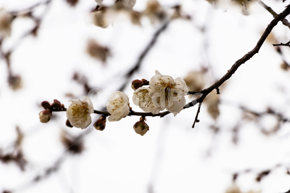 매화,매화꽃,매실꽃,백매화,흰매화,봄,계절,spring,season,식물,자연,plants,nature,꽃,flower,plant
