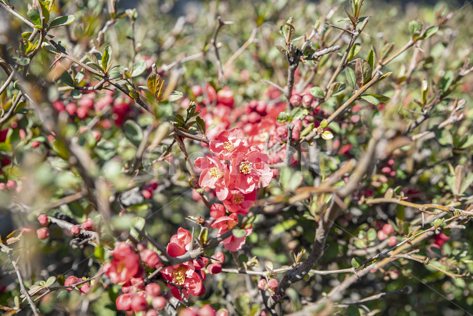봄꽃,빨강,꽃나무,꽃,빨강꽃,plant,식물,식물,자연,plants,nature,꽃,flower