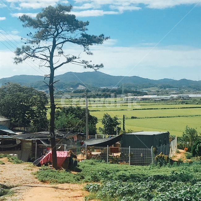 하늘,구름,소나무,유기견,더운날