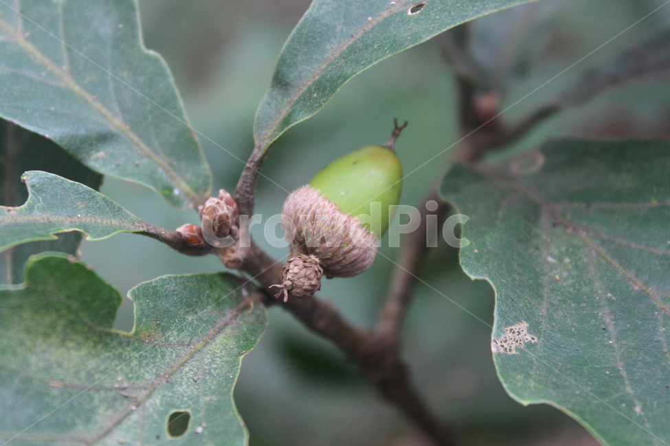 plant,식물,seed,씨,nut,식물,자연,plants,nature,과일,열매,fruit