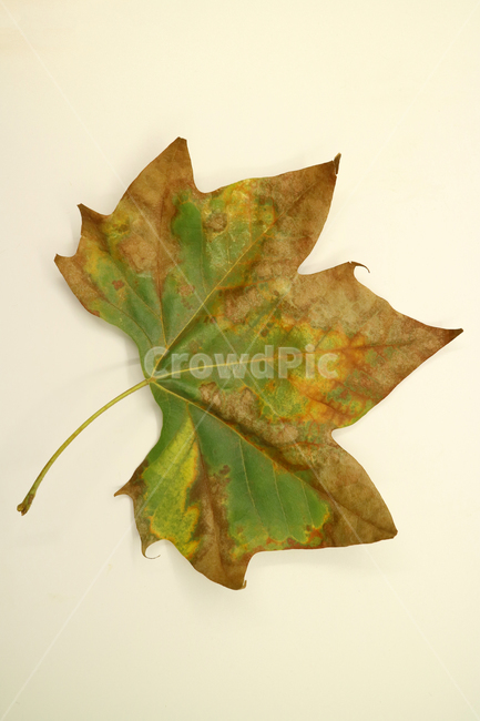 낙엽,가을,나뭇잎,잎,잎사귀,오브젝트,누끼,계절,식물,자연,낙엽잎,fallenleaves,deadleaves,가을낙엽,가을,계절,fall,autumn,season,leaf,plant,tree,나무