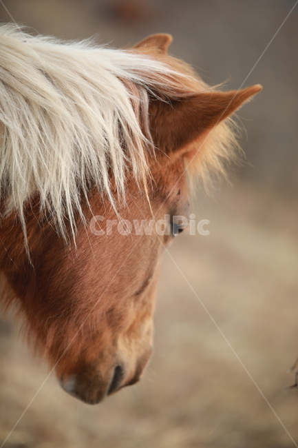 말,눈,눈썹,속눈썹,몰,제주,동물,animal,포유류,mammal