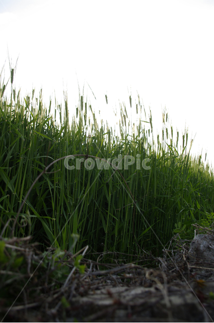 돌담,보리밭,식물,plant,자연,nature,계절,봄,spring,식물,자연,plants,nature