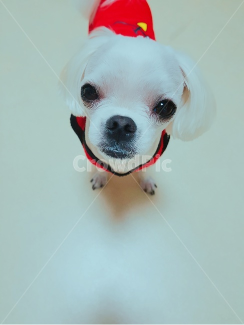 강아지,힐링,개,귀여운,말티즈,분위기있는,펫,반려견,개,강아지,dog,doggy