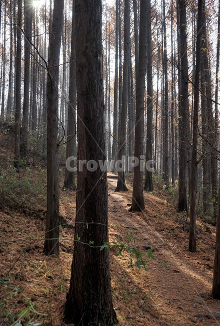 초겨울,숲,메타세콰이어,나무,자연,woods,forest,nature,trail,latefall,walkway,trees,season,stroll,park,sunshine,그림자,shadow,식물,자연,plants,nature,나무,trees,wood