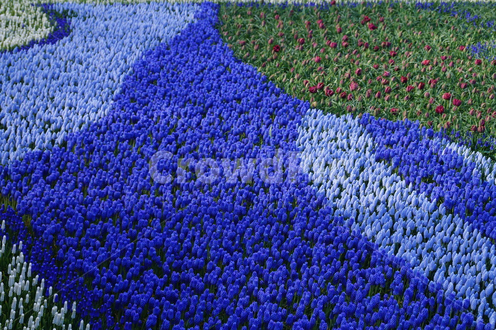 꽃,정원,식물,꽃축제,봄꽃,식물,자연,plants,nature,꽃,flower
