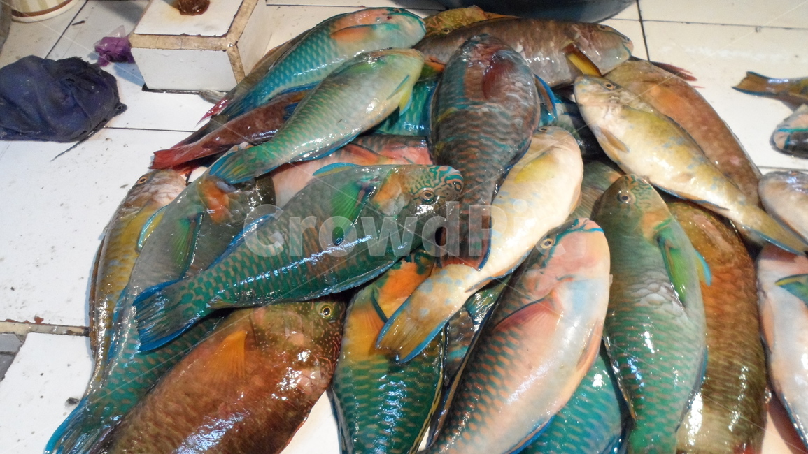 물고기,생선,수산시장,낙시,낚시,바구니,어시장,수산물,해산물,fishery products,seafood