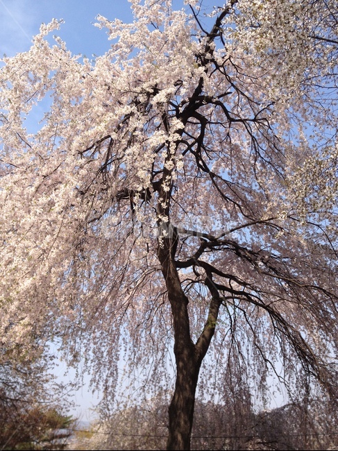 꽃,벚꽃,flower,나무,식물,봄,계절,spring,season,plant,blossom