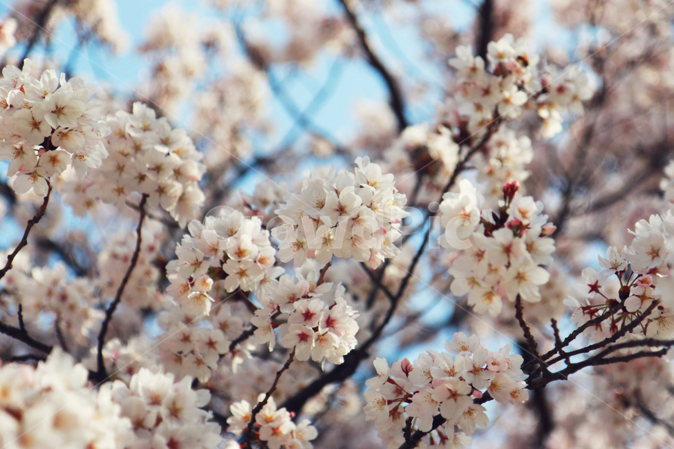 남해벚꽃길,왕지벚꽃길,벚꽃,봄,봄꽃,봄,계절,spring,season,식물,자연,plants,nature,꽃,flower,plant,blossom