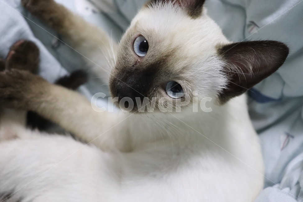 고양이,파란눈,애완동물,반려동물,집사