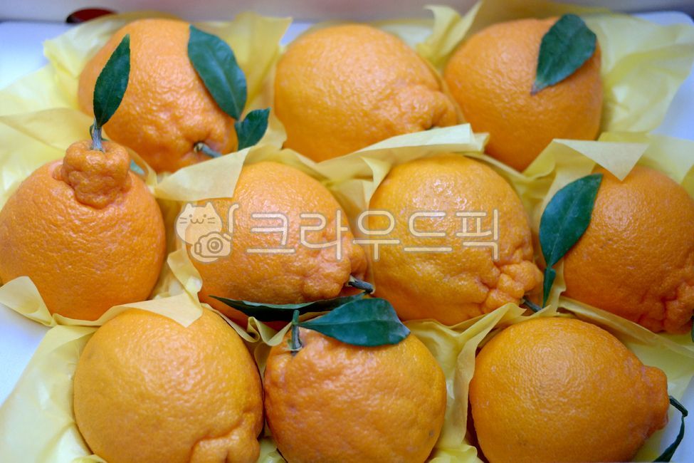 한라봉,감귤,귤,오렌지,노랑색,새콤,겨울,과일,음식,열매,hanrabong,mandarin,tangerine,yellow,food,season,farm,indoor,winter,fruit